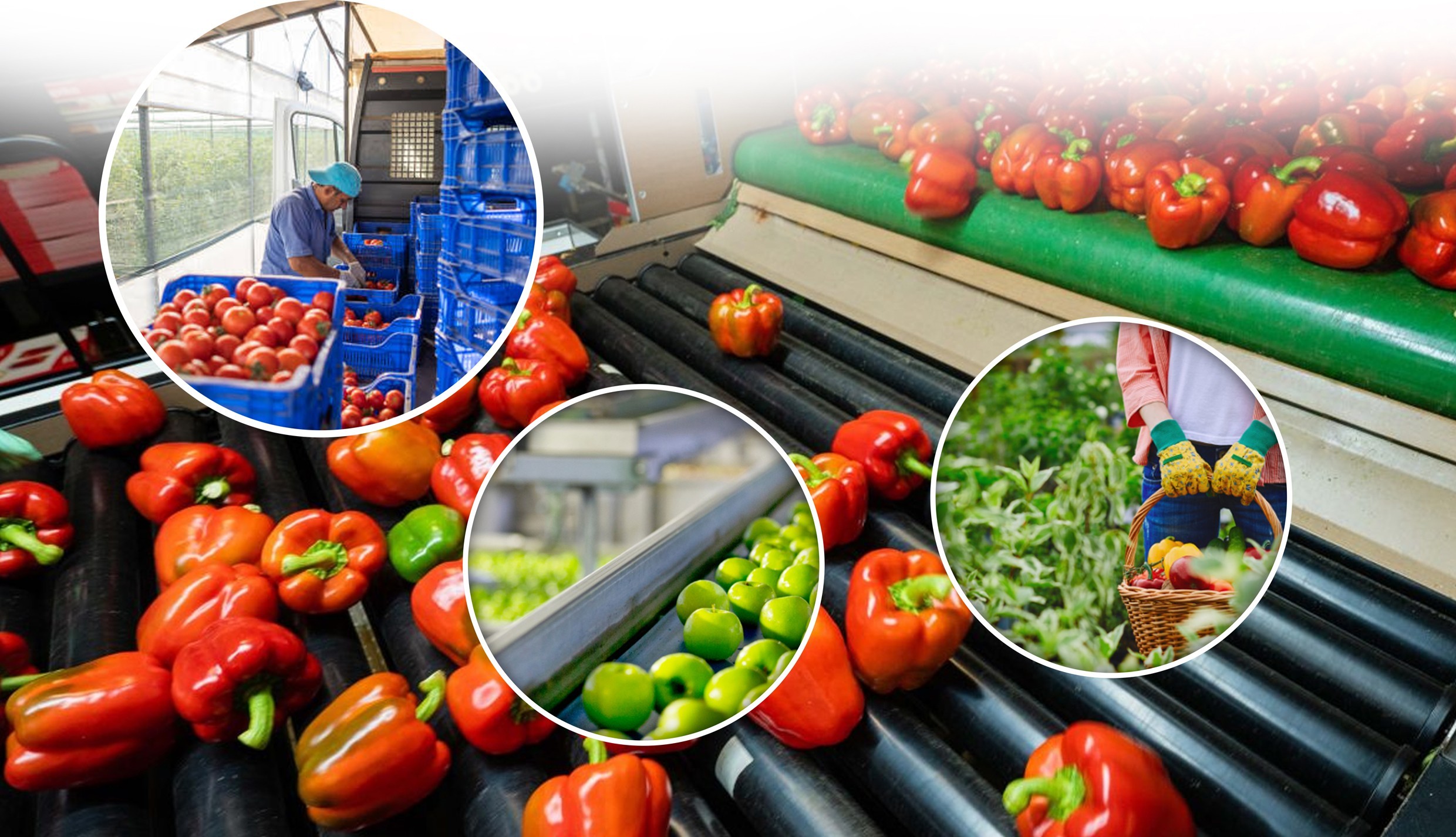 CERTIFICATE COURSE ON FOOD PRESERVATION & POST-HARVEST MANAGEMENT(Enhancing ShelfLife and Value Addition for Sustainable Agribusiness)